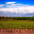 Malbec: Frankreichs Cahors & Argentiniens Mendoza 