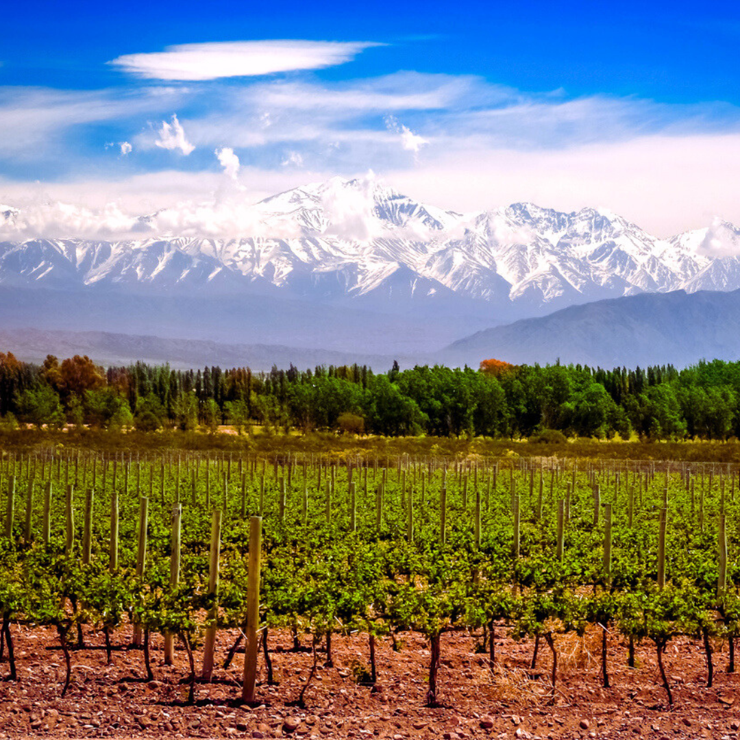 Malbec: Frankreichs Cahors & Argentiniens Mendoza 