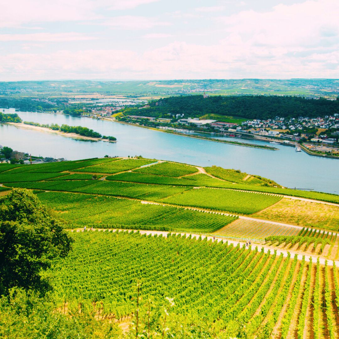 Flussabwärts: das Rheingau