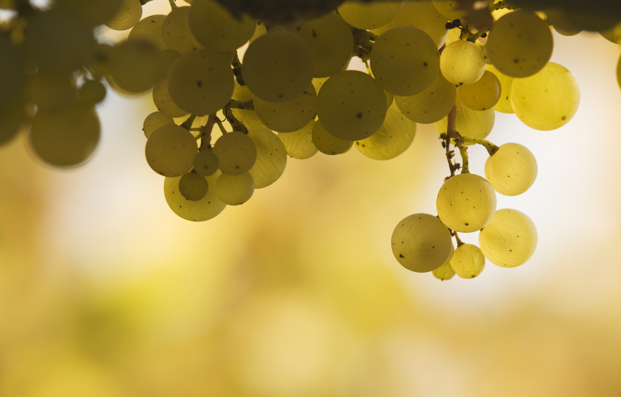 Verkannte Terroir-Flüsterer: Aligoté und Melon de Bourgogne